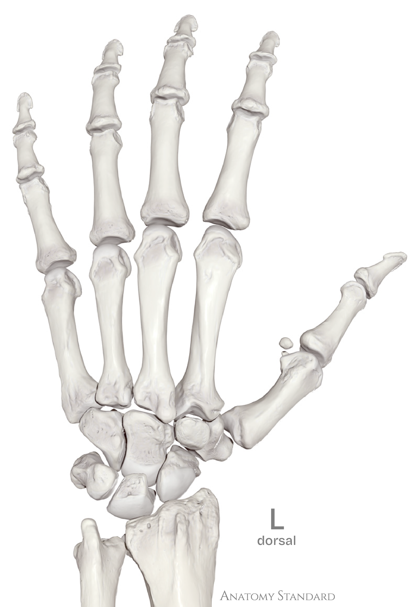 Linke Hand