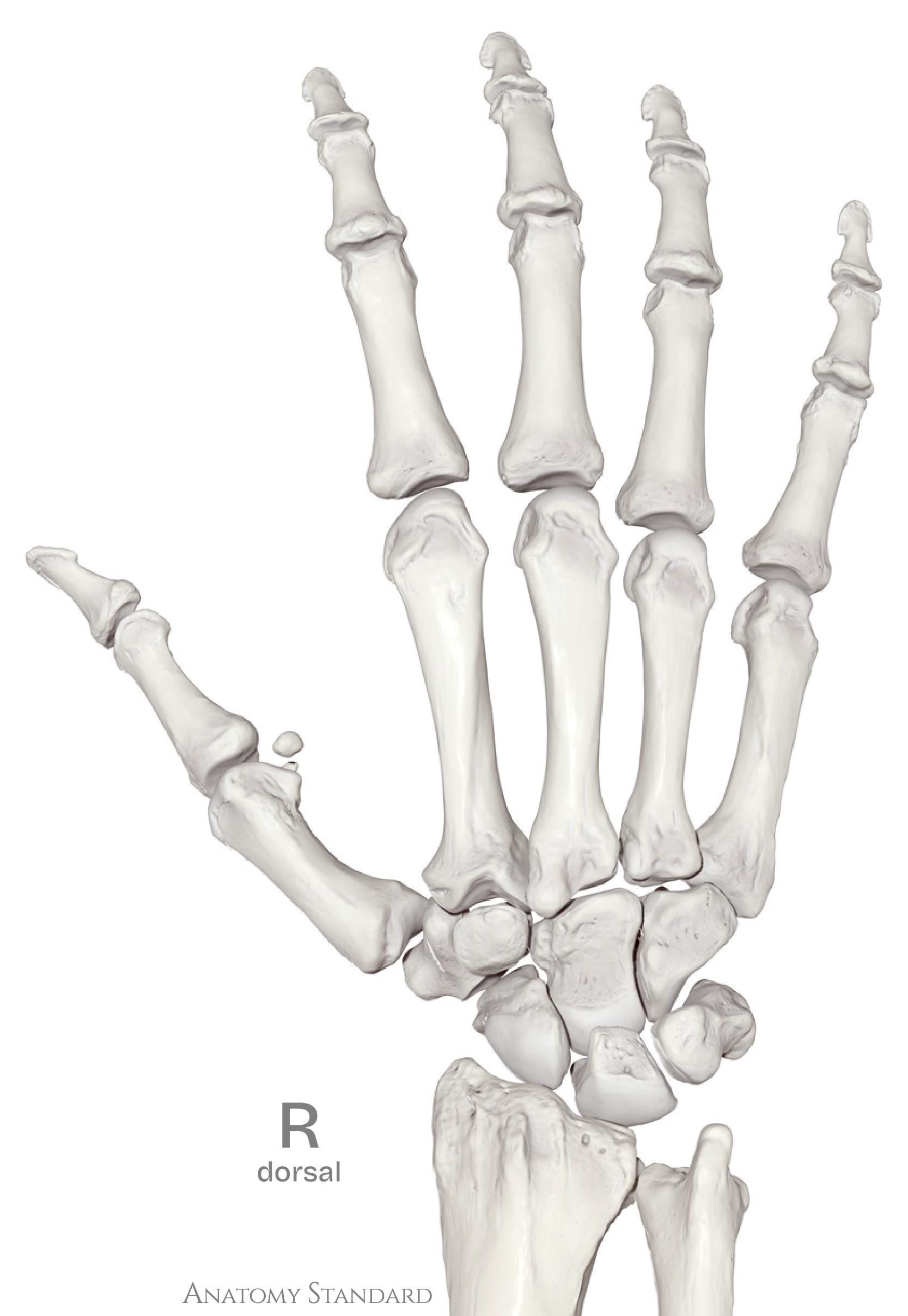 Rechte Hand